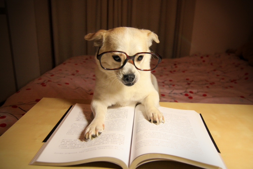 家中必备的是大书柜,耳濡目染下狗狗也来看看书